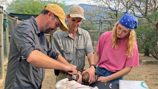 Flieg weiter, kleiner Geier! | Rechte: BR | Text und Bild Medienproduktion GmbH & Co. KG | Ben Wolter Flieg weiter, kleiner Geier! | Tierreporterin Nina hilft einem Tierarzt-Team beim Besendern eines Kappengeiers. Von dieser Art leben in Südafrika nur noch 200 Individuen in freier Wildbahn. (v. l.: John Peter Davies, Martial Rappo, Nina Ploghaus)