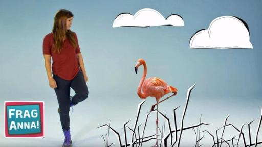Frag Anna | Rechte: BR | Text und Bild Medienproduktion GmbH & Co. KG Flamingo, Wisent, Raubkatze