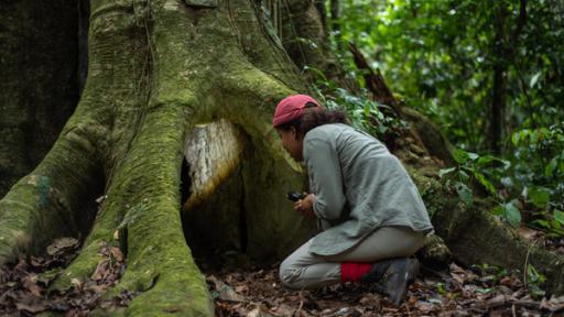 Pia und die wilde Natur | Rechte: BR | Text und Bild Medienproduktion | Fabian Nummert Abenteuer im Amazonas-Regenwald | Pia soll in eine ausgewachsene Würgefeige hineinkriechen
