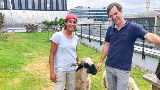 Pia und die wilde Natur | Rechte: BR | Text und Bild Medienproduktion GmbH & Co. KG | Marcella Müller Die Schafe auf dem Gründach | Niko hält auf dem Dach eines Bürogebäudes mitten in München eine Herde „Walliser Schwarznasenschafe“. (Dr. Nikolas Fricke).