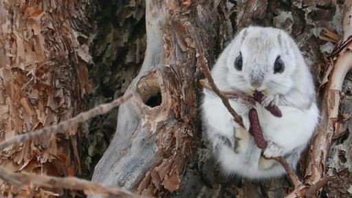 Wo versteckt sich das Gleithörnchen? | Rechte: BR |Text und Bild Medienproduktion Wo versteckt sich das Gleithörnchen? | Gleithörnchen sitzt auf einem Ast.