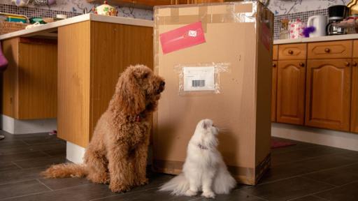 Ein Paket für Frau Hobbs | Rechte: ZDF Wuffel (links) und Schorsch (rechts) sitzen vor Frau Hobbs riesigem Paket.